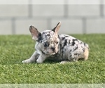 Small Photo #8 French Bulldog Puppy For Sale in N HOLLYWOOD, CA, USA