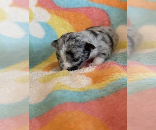Medium Photo #6 Chihuahua Puppy For Sale in SHERMAN, TX, USA