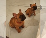 Small Photo #11 French Bulldog Puppy For Sale in CONCORDIA, KS, USA