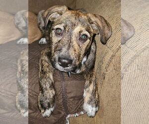 Mutt Dogs for adoption in Royal Palm Beach, FL, USA