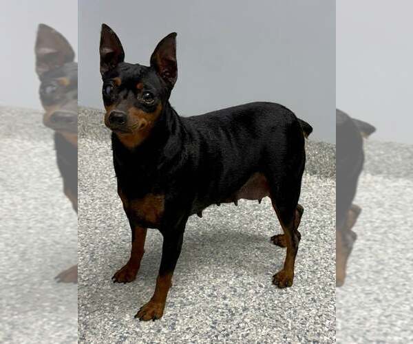 Medium Photo #3 Miniature Pinscher Puppy For Sale in Lee's Summit, MO, USA