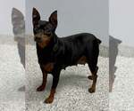 Small #2 Miniature Pinscher