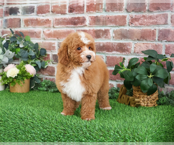 Medium Photo #22 Goldendoodle mix (+ Poodle Miniature) Puppy For Sale in SYRACUSE, IN, USA