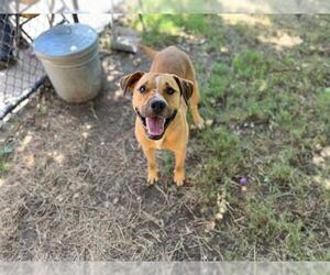 American Pit Bull Terrier-Unknown Mix Dogs for adoption in Tulsa, OK, USA