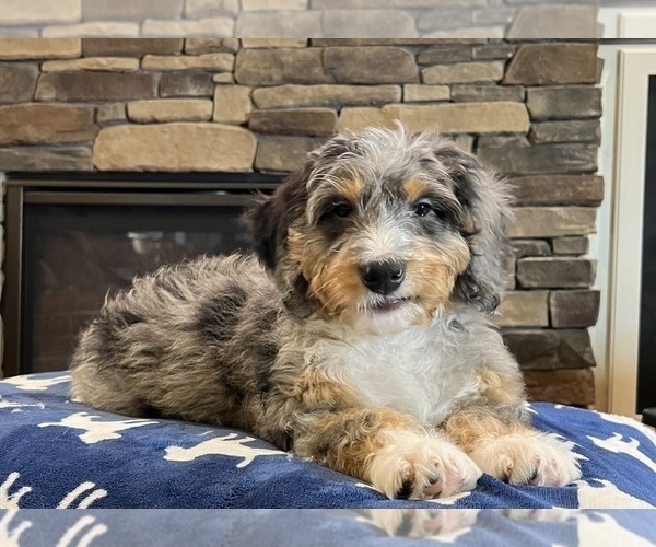 Medium Photo #4 Bernedoodle Puppy For Sale in NOBLESVILLE, IN, USA