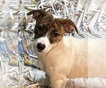 Small Photo #1 Jack Russell Terrier-Siberian Husky Mix Puppy For Sale in Pottstown, PA, USA