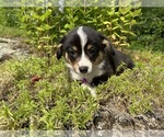 Small Photo #19 Pembroke Welsh Corgi Puppy For Sale in PERKINSVILLE, VT, USA