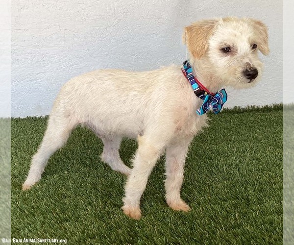 Medium Photo #2 Jack Russell Terrier-Unknown Mix Puppy For Sale in San Diego, CA, USA
