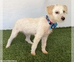 Small Photo #2 Jack Russell Terrier-Unknown Mix Puppy For Sale in San Diego, CA, USA