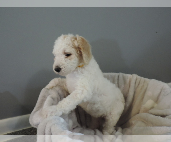 Medium Photo #5 Poodle (Standard) Puppy For Sale in SUNBURY, OH, USA