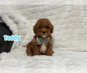 Cavapoo Puppy for sale in CAMPBELLSVILLE, KY, USA