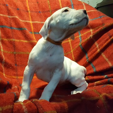 Medium Photo #123 Dogo Argentino Puppy For Sale in JANE, MO, USA
