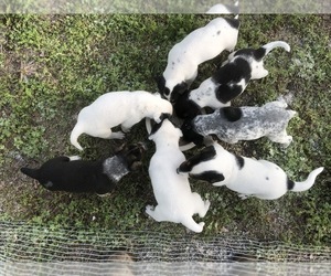 Australian Cattle Dog-Treeing Walker Coonhound Mix Puppy for sale in ODEN, AR, USA
