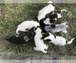 Small Australian Cattle Dog-Treeing Walker Coonhound Mix