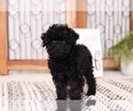 Small Photo #3 Cavachon Puppy For Sale in NAPLES, FL, USA