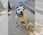 Small #3 Bullboxer Pit
