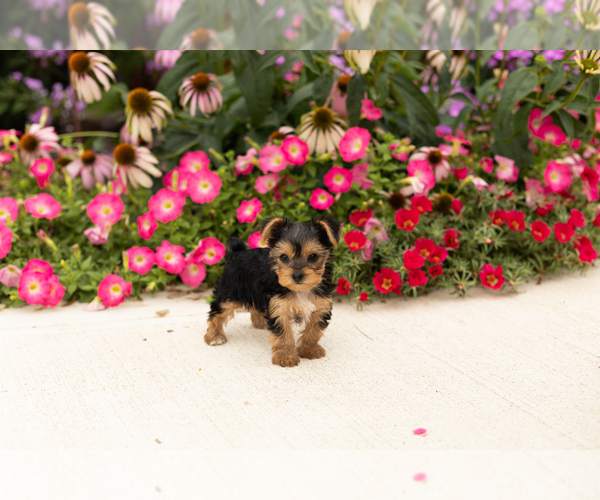 Medium Photo #4 Yorkshire Terrier Puppy For Sale in NAPPANEE, IN, USA