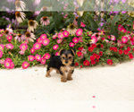 Small #3 Yorkshire Terrier
