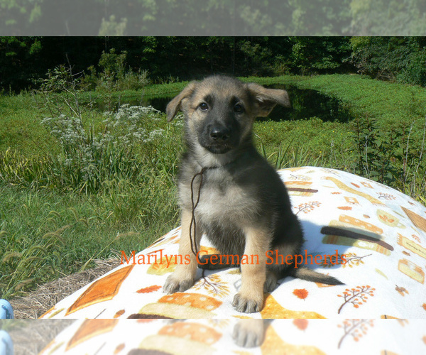 Medium Photo #5 German Shepherd Dog Puppy For Sale in PIEDMONT, MO, USA