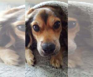 Moko - Male Doxle Dog for Adoption - Photo #4