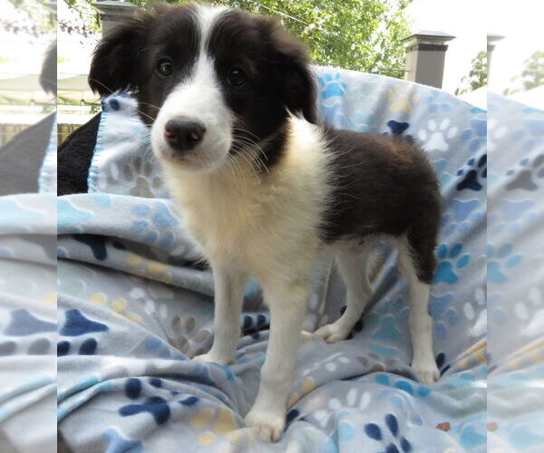 Medium Photo #4 Mutt Puppy For Sale in Grovertown, IN, USA