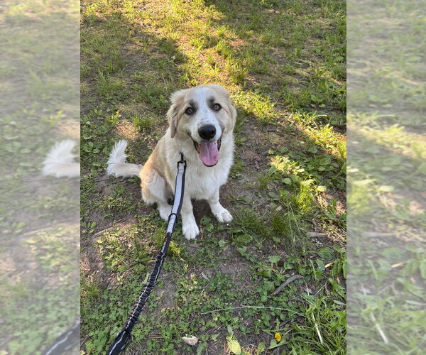 Medium Photo #5 Great Pyrenees-Unknown Mix Puppy For Sale in Brooklyn, NY, USA