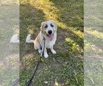 Small #4 Great Pyrenees Mix