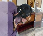 Small #3 Dachshund Mix