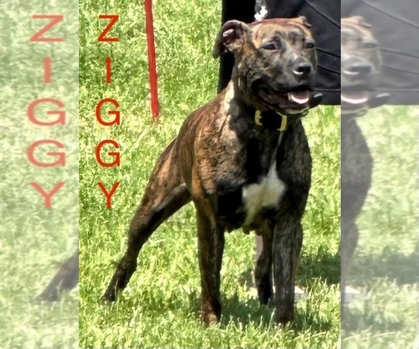 Medium Photo #1 American Pit Bull Terrier Puppy For Sale in WESTLAND, MI, USA