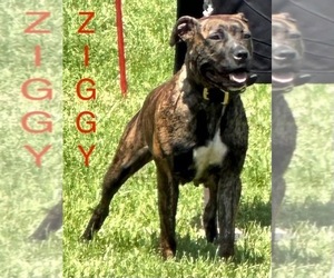 Mother of the American Pit Bull Terrier puppies born on 07/10/2025