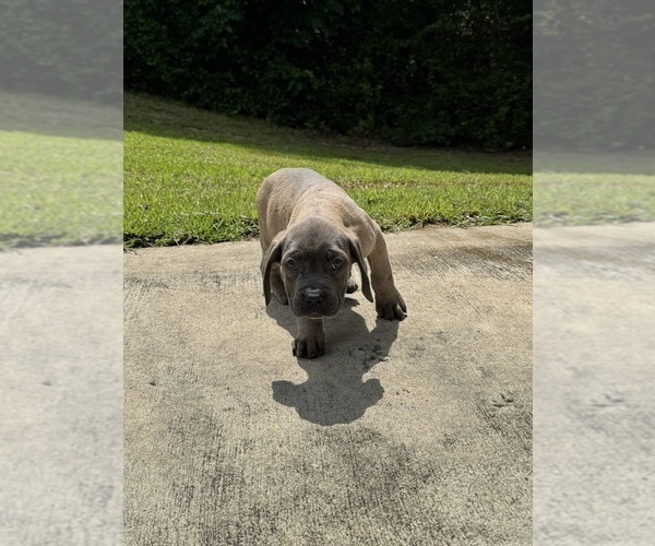 Medium Photo #3 Cane Corso Puppy For Sale in DOTHAN, AL, USA