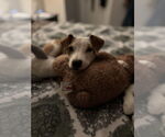 Small #4 Labrador Retriever Mix