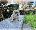 Small #252 French Bulldog
