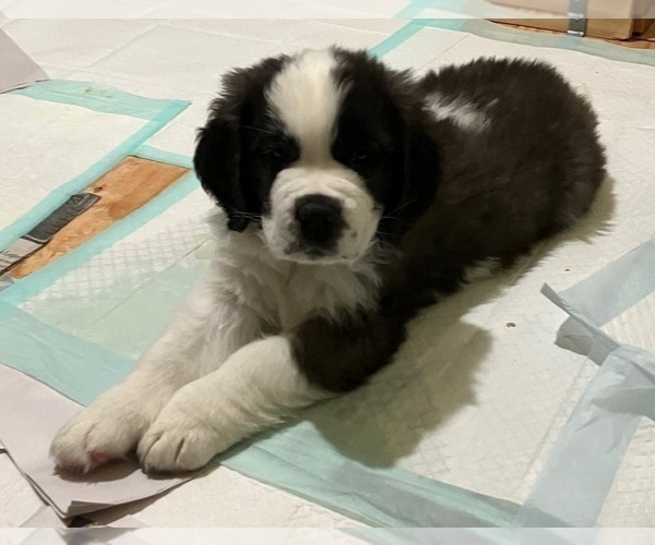 Medium Photo #6 Saint Bernard Puppy For Sale in COLORADO SPRINGS, CO, USA