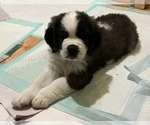 Small #5 Saint Bernard