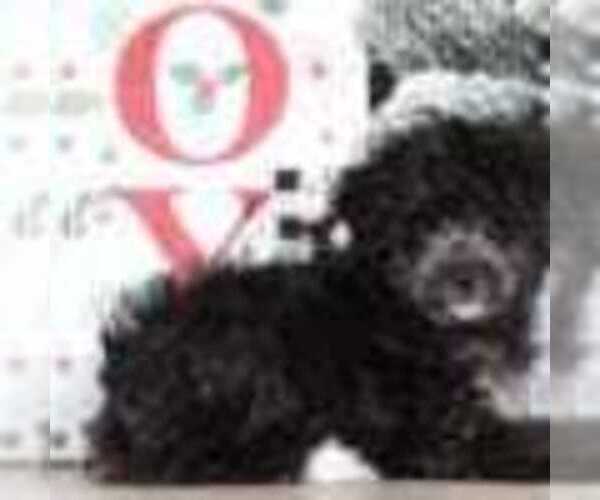 Medium Photo #2 Havanese Puppy For Sale in MOUNT VERNON, OH, USA