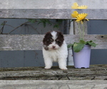 Puppy 1 Ewokian