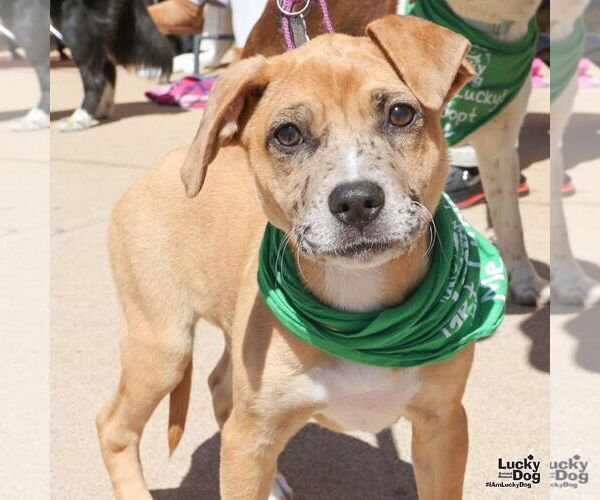 Medium Photo #5 Labrador Retriever-Unknown Mix Puppy For Sale in Washington, DC, USA