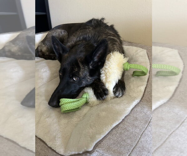 Medium Photo #3 German Shepherd Dog Puppy For Sale in Cupertino, CA, USA