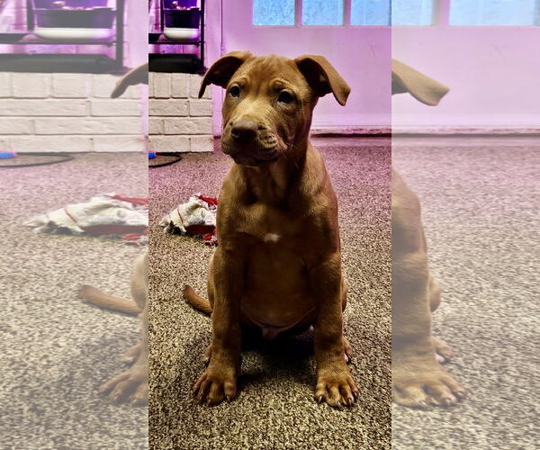 Medium Photo #9 Mutt Puppy For Sale in Euless, TX, USA