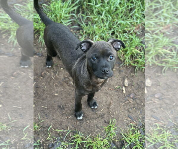 Medium Photo #1 Boxerhuahua Puppy For Sale in Fair Oaks, CA, USA