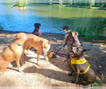 Small #5 Bulldog-Staffordshire Bull Terrier Mix