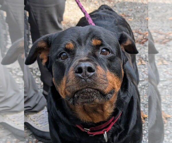 Medium Photo #1 Rottweiler Puppy For Sale in Hillsboro, NH, USA