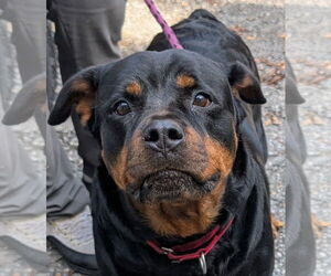 Rottweiler Dogs for adoption in Hillsboro, NH, USA