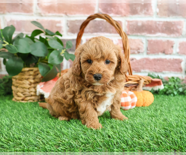 Medium Photo #3 Cavapoo-Poodle (Miniature) Mix Puppy For Sale in SYRACUSE, IN, USA