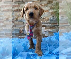 Goldendoodle Puppy for sale in KISSIMMEE, FL, USA