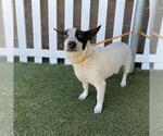 Small Mutt