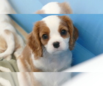 Small Photo #7 Cavalier King Charles Spaniel Puppy For Sale in FAIR OAKS, CA, USA