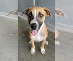 Small American Pit Bull Terrier