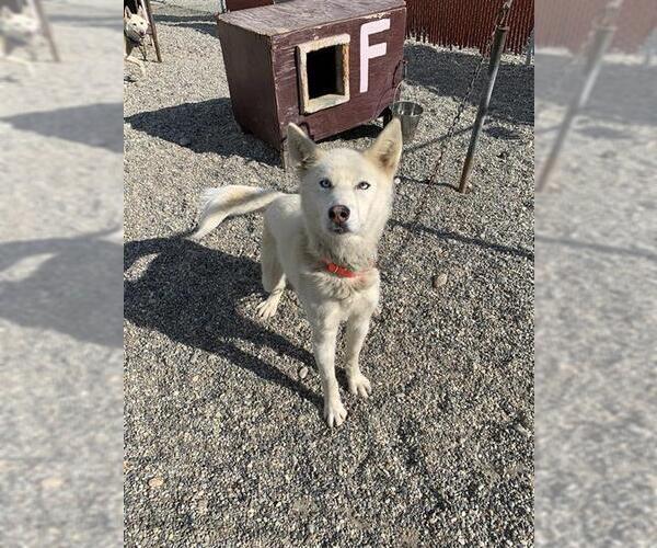 Medium Photo #1 Huskies -Siberian Husky Mix Puppy For Sale in Fairbanks, AK, USA